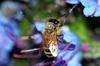 Researchers have attached RFID sensors to honey bees in Hobart. Credit: CSIRO