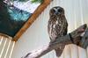 The Boobook owl at the Taronga Wildlife Hospital