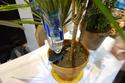 The Parrot H20 can water your plant for you. 