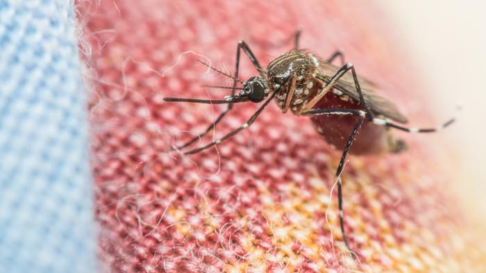 The aedes aegypti mosquito likes to live close to human habitation