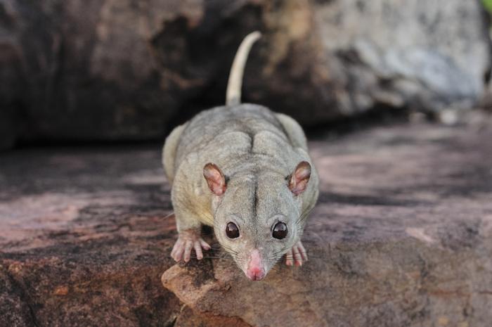 The AWC is working to protect the near-threatened Wyulda, found on its properties in the Kimberley. Photo: Australian Wildlife Conservancy